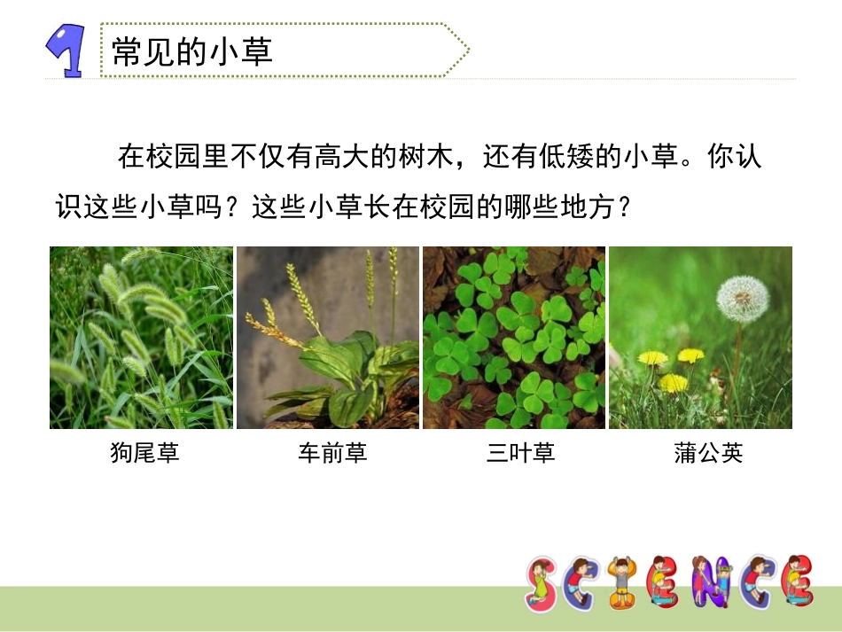 《大树和小草》植物PPT_第3页