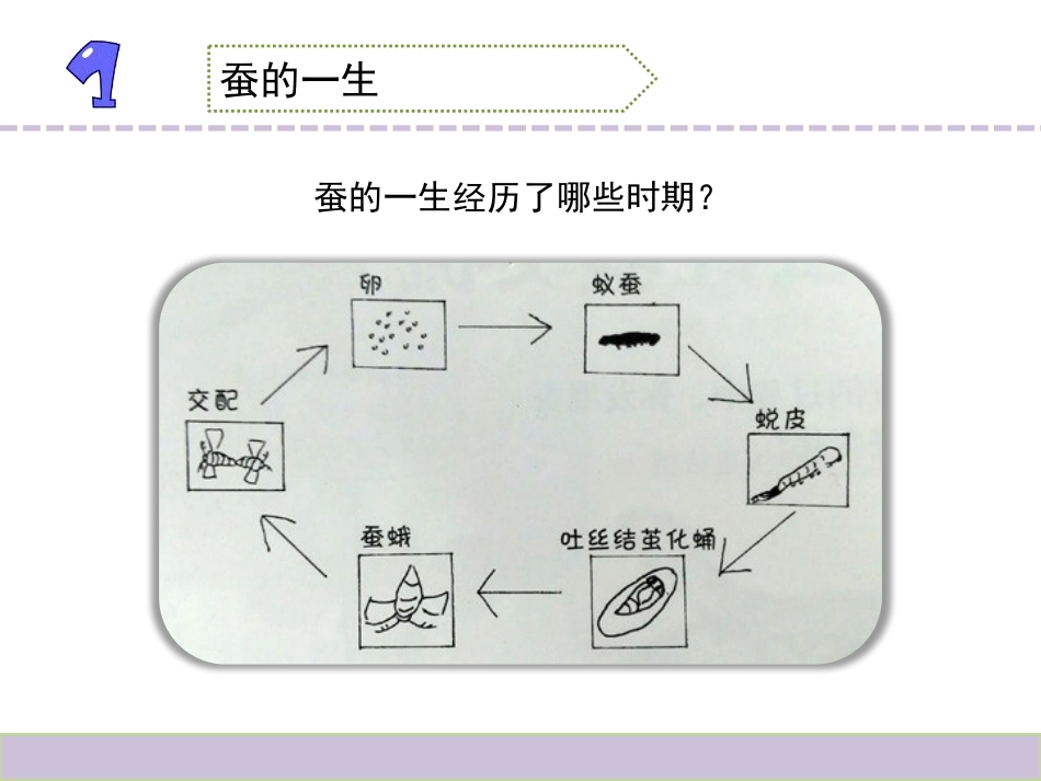 《动物的一生》PPT下载_第2页