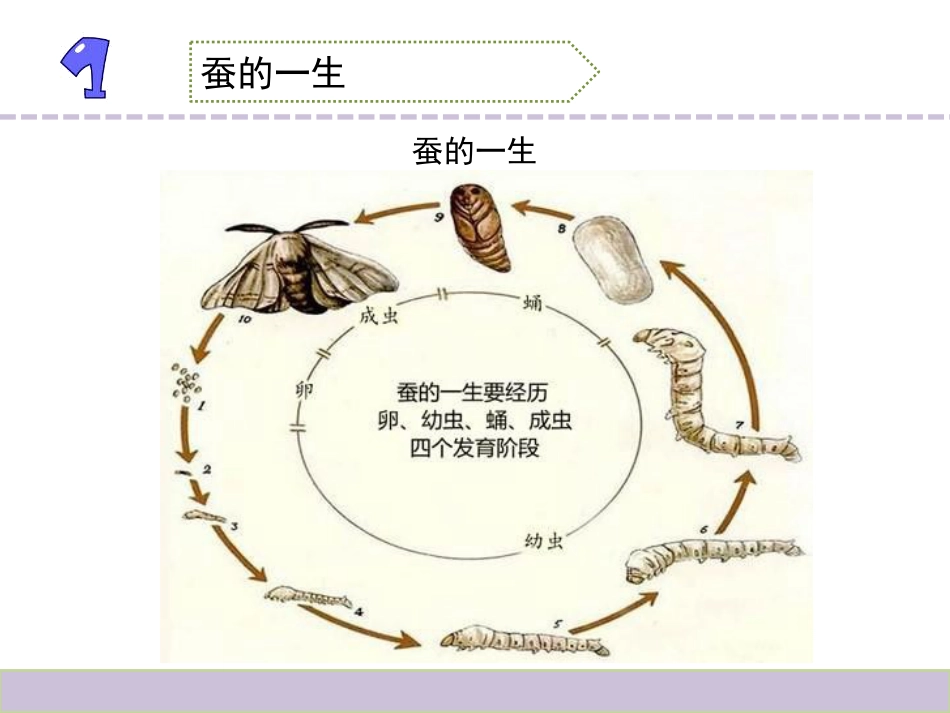 《动物的一生》PPT下载_第3页