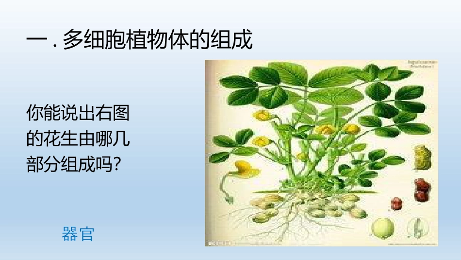 《多细胞生物体的组成》PPT教学课件_第2页