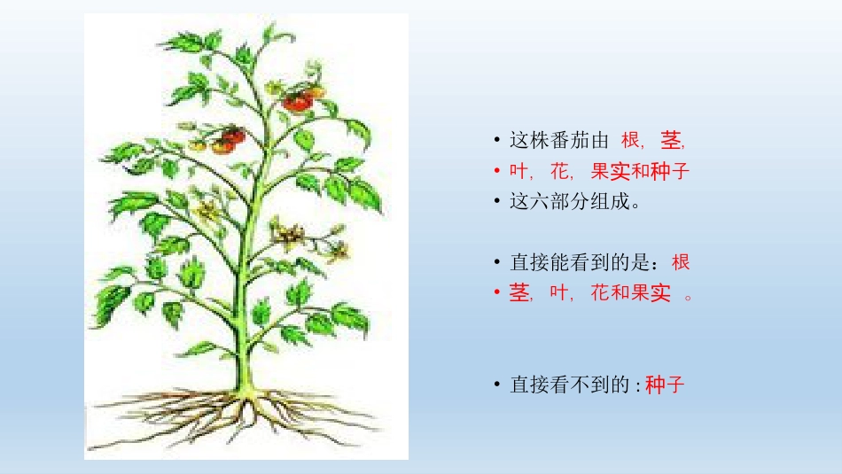 《多细胞生物体的组成》PPT教学课件_第3页