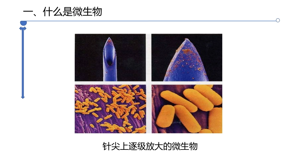 《微生物在生物圈中的作用》PPT教学课件(第1课时)_第3页