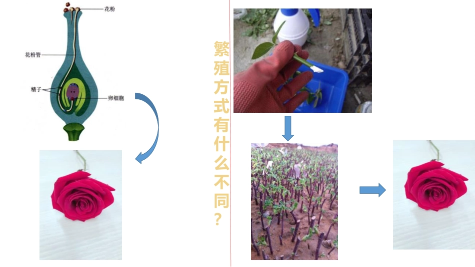 《植物的生殖方式》PPT教学课件_第2页