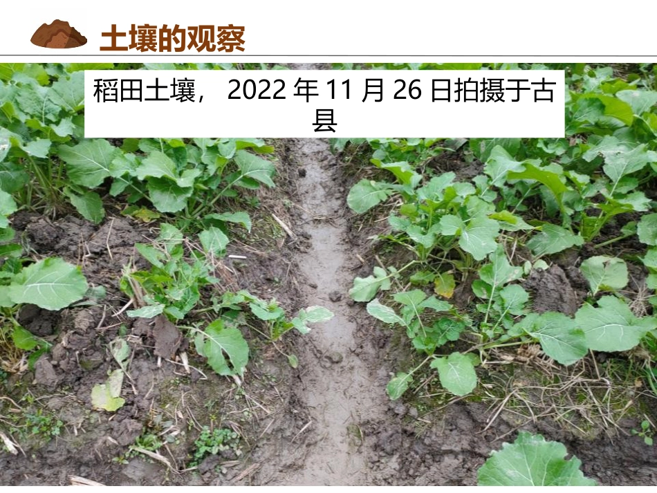 《土壤》植被与土壤PPT教学课件_第3页