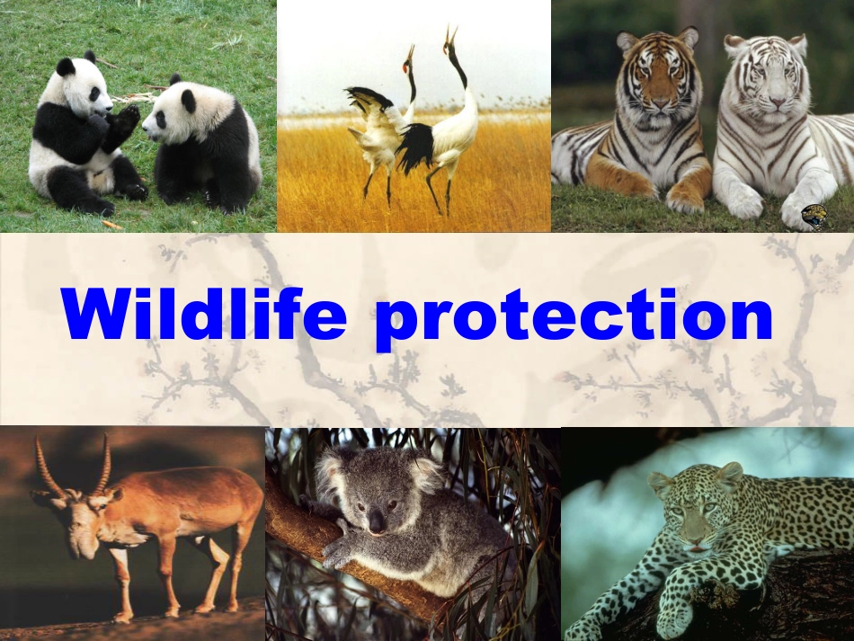 下载英语必修2教研课pptWildlife protection课件PPT_第1页